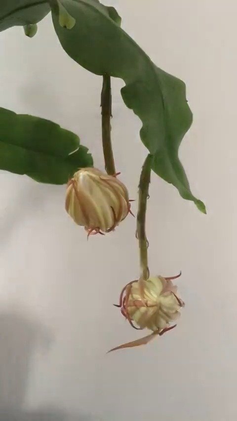 别人的昙花一年开好几次?教你一招,花芽一次窜出十几枝!