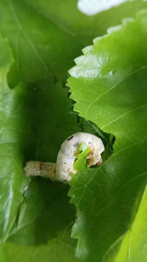 蚕宝宝吃饭饭啦!啊呜啊呜咔嚓咔嚓没有编辑,好像有点长