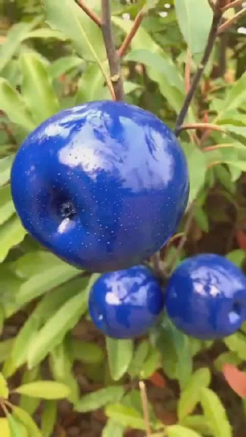 这是什么神奇物种,感觉是活化石级别的,这外形