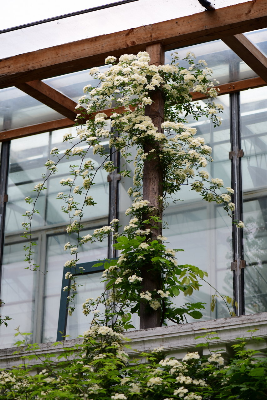 三棵树庄园的黄木香,已经有5/6米高哦,好壮观 最后