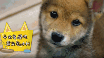 356_200gif 动态图 动图