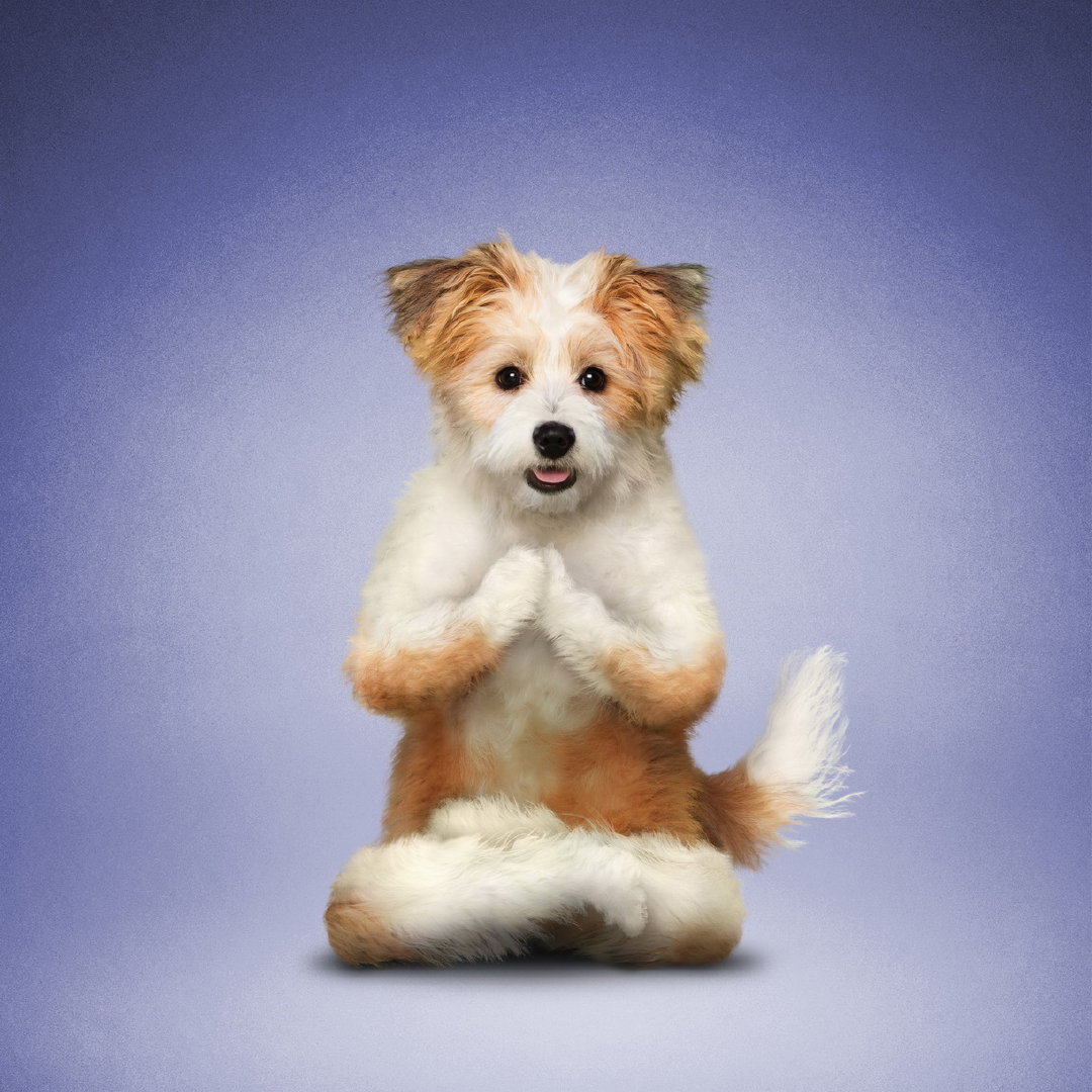 瑜伽狗九宫格→_→摄影师dan borris在2000年一次邀请朋友拍摄其瑜伽