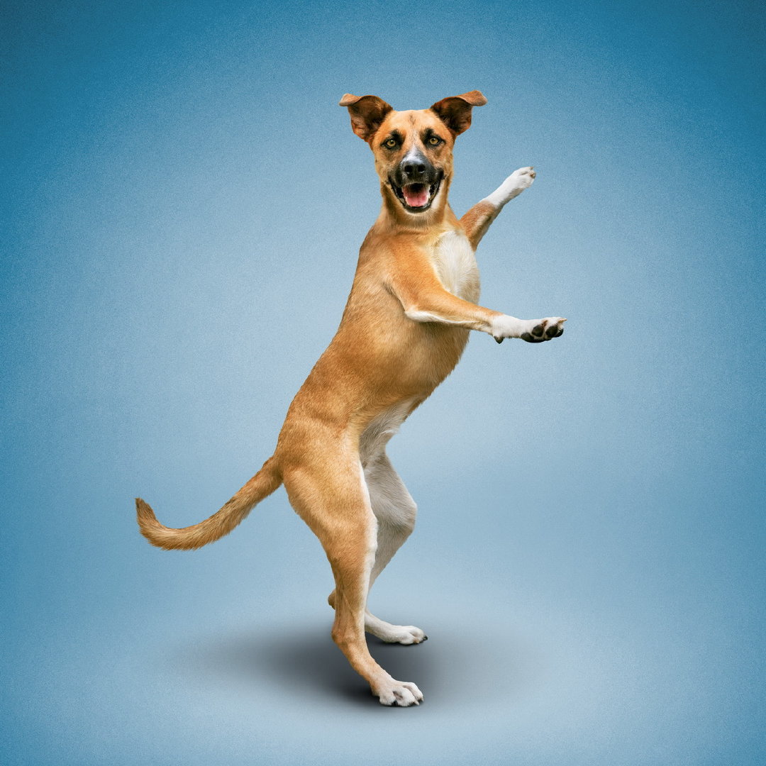 瑜伽狗九宫格→_→摄影师dan borris在2000年一次邀请朋友拍摄其瑜伽