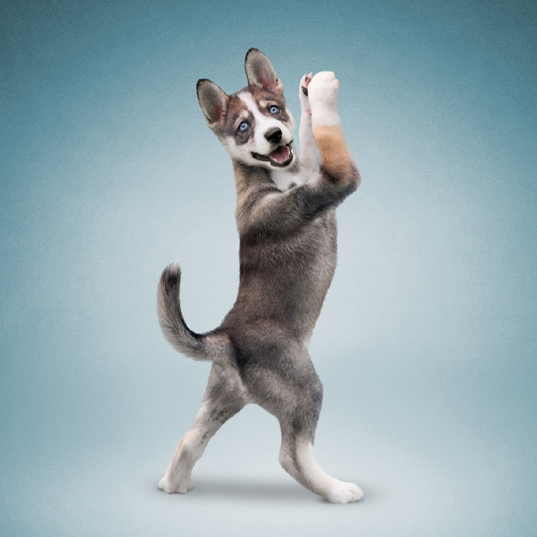 瑜伽狗九宫格→_→摄影师dan borris在2000年一次邀请朋友拍摄其瑜伽