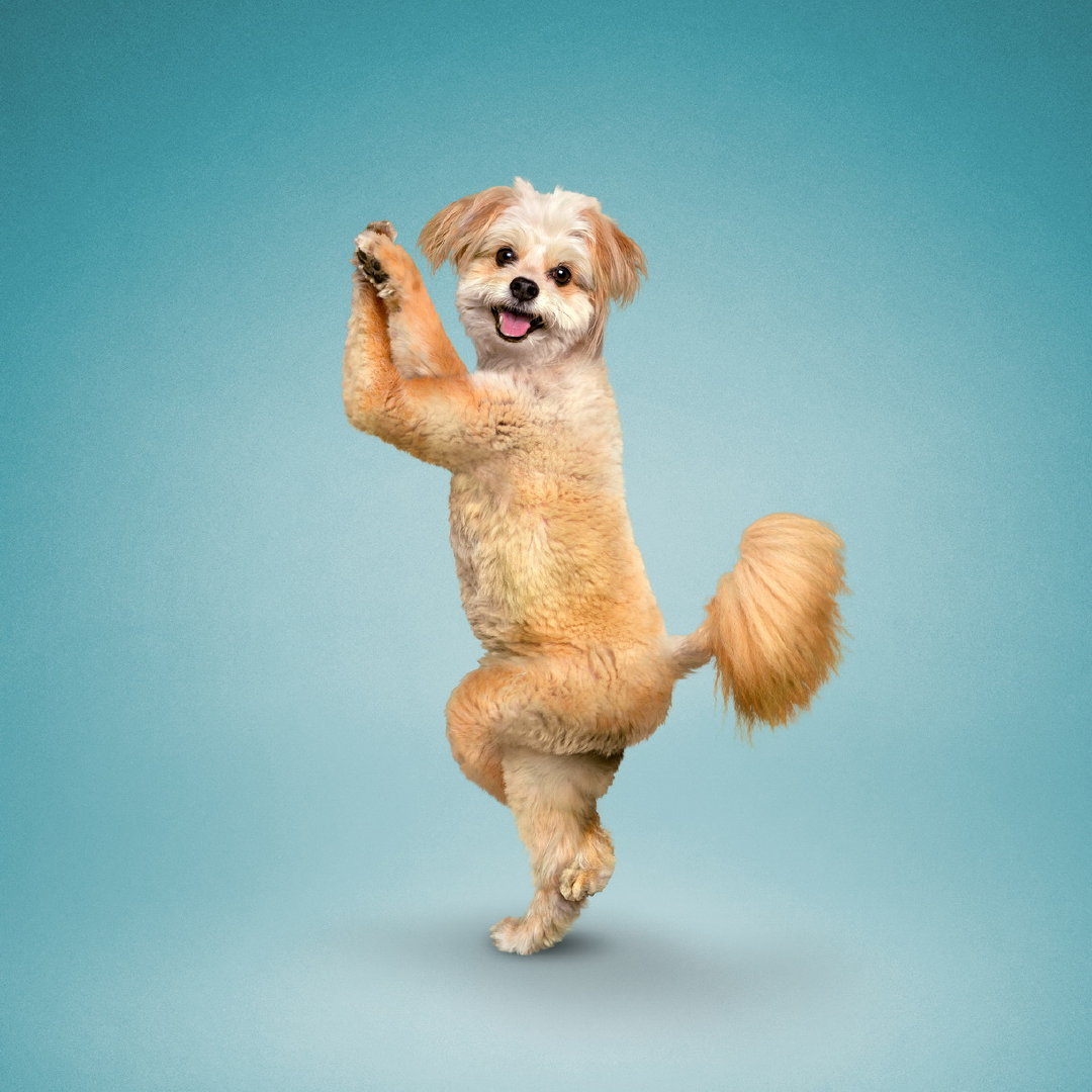 borris在2000年一次邀请朋友拍摄其瑜伽动作时,她的小狗正在她的身旁