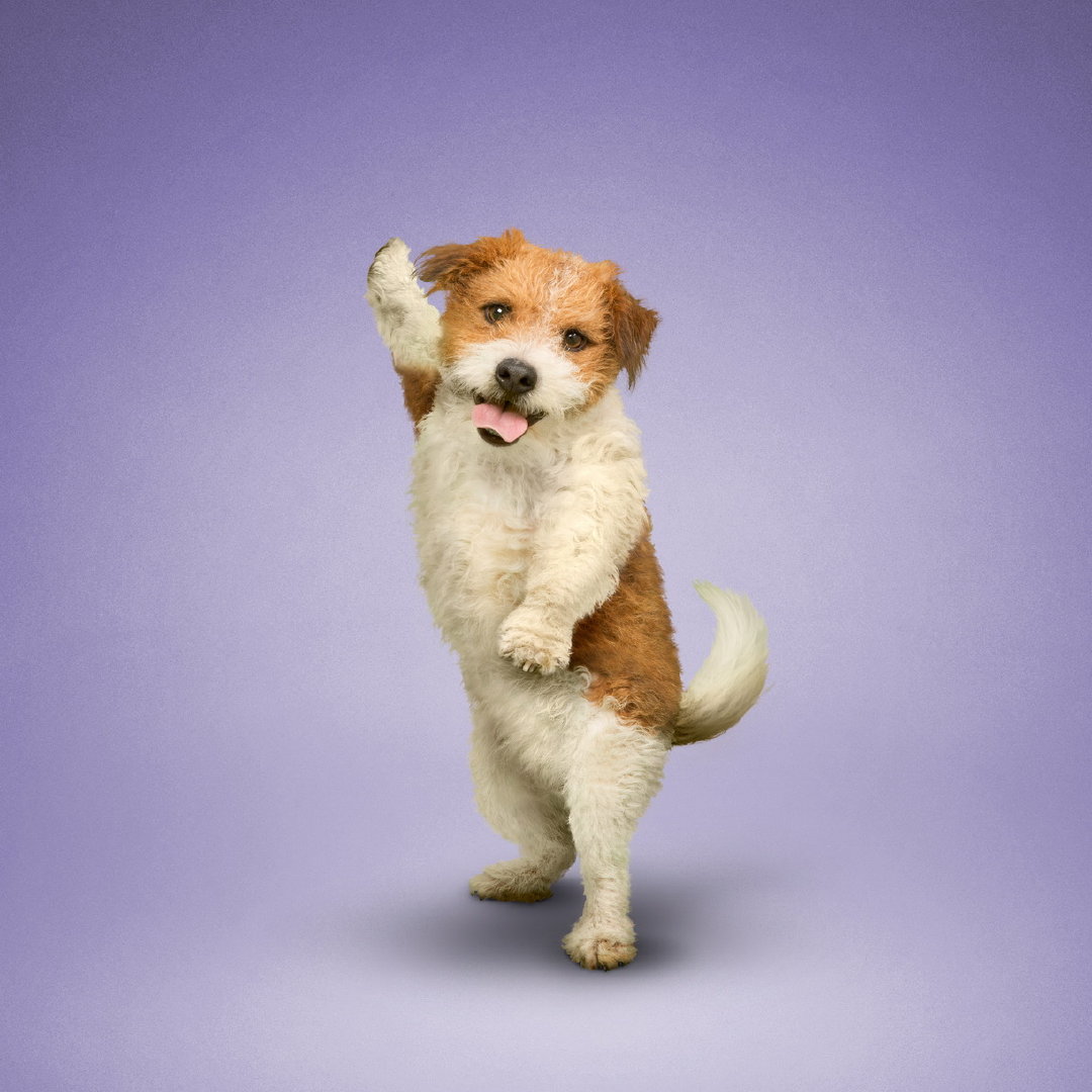 瑜伽狗九宫格→_→摄影师dan borris在2000年一次邀请朋友拍摄其瑜伽