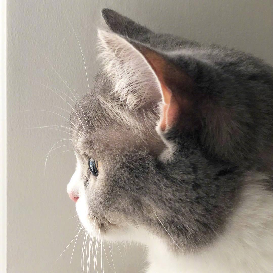 绝美侧颜!这只很火的侧颜美喵名叫sio