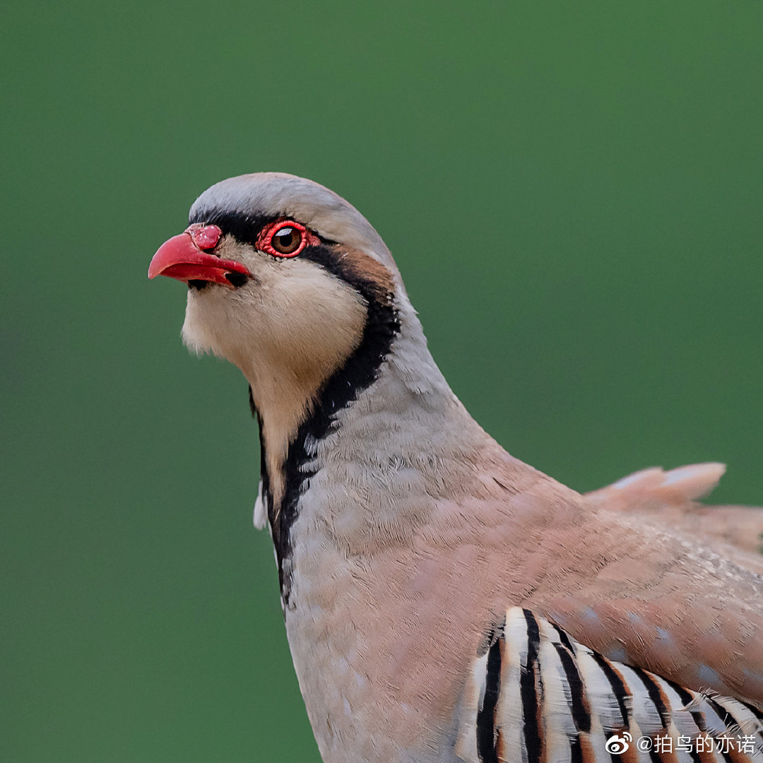石鸡学名alectorischukar英文名chukarpartridge