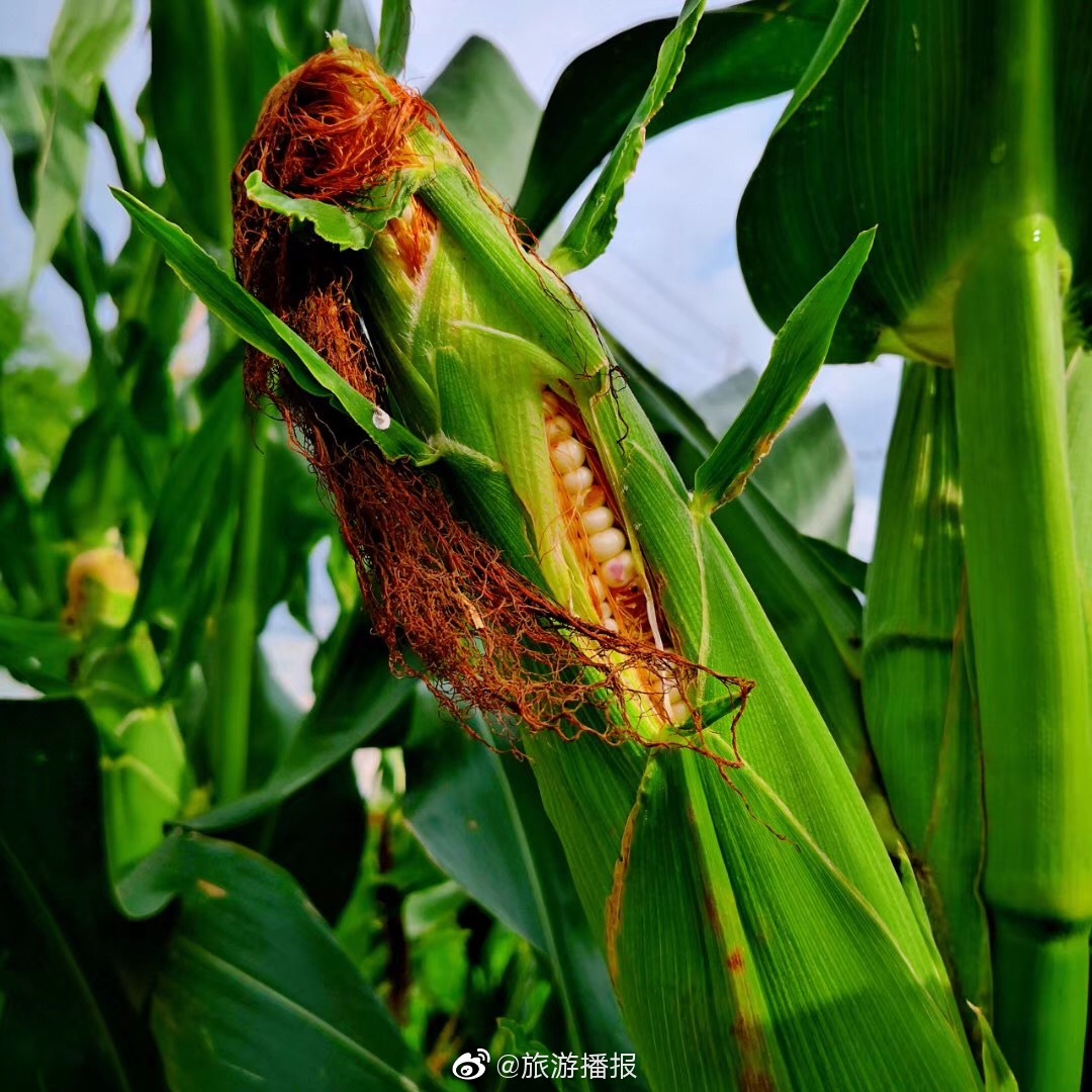 这些农作物在你们那里都叫啥?