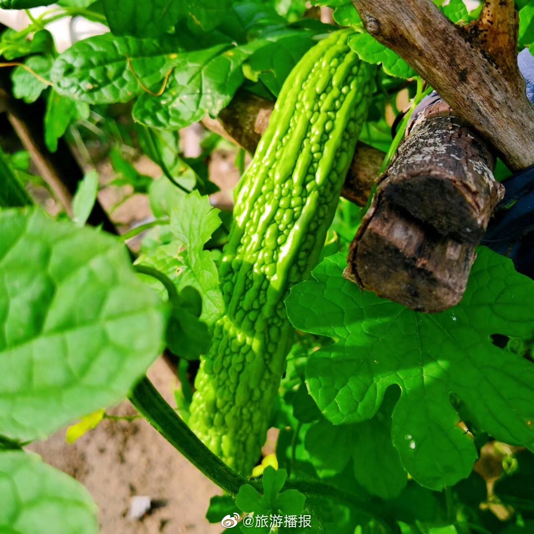 瓜果蔬菜处处都是原生态这些农作物在你们那里都叫啥