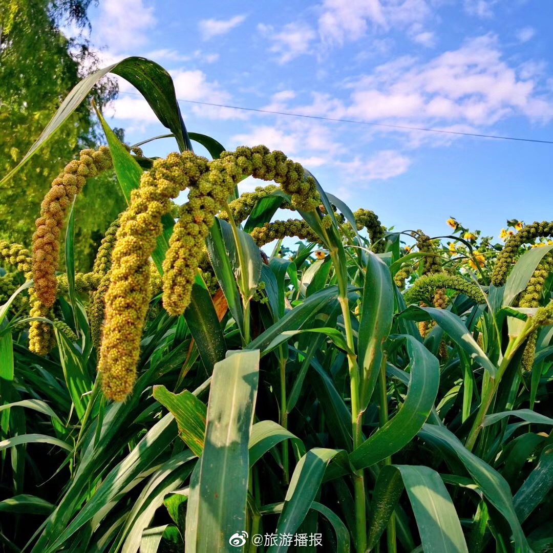 瓜果蔬菜处处都是原生态这些农作物在你们那里都叫啥