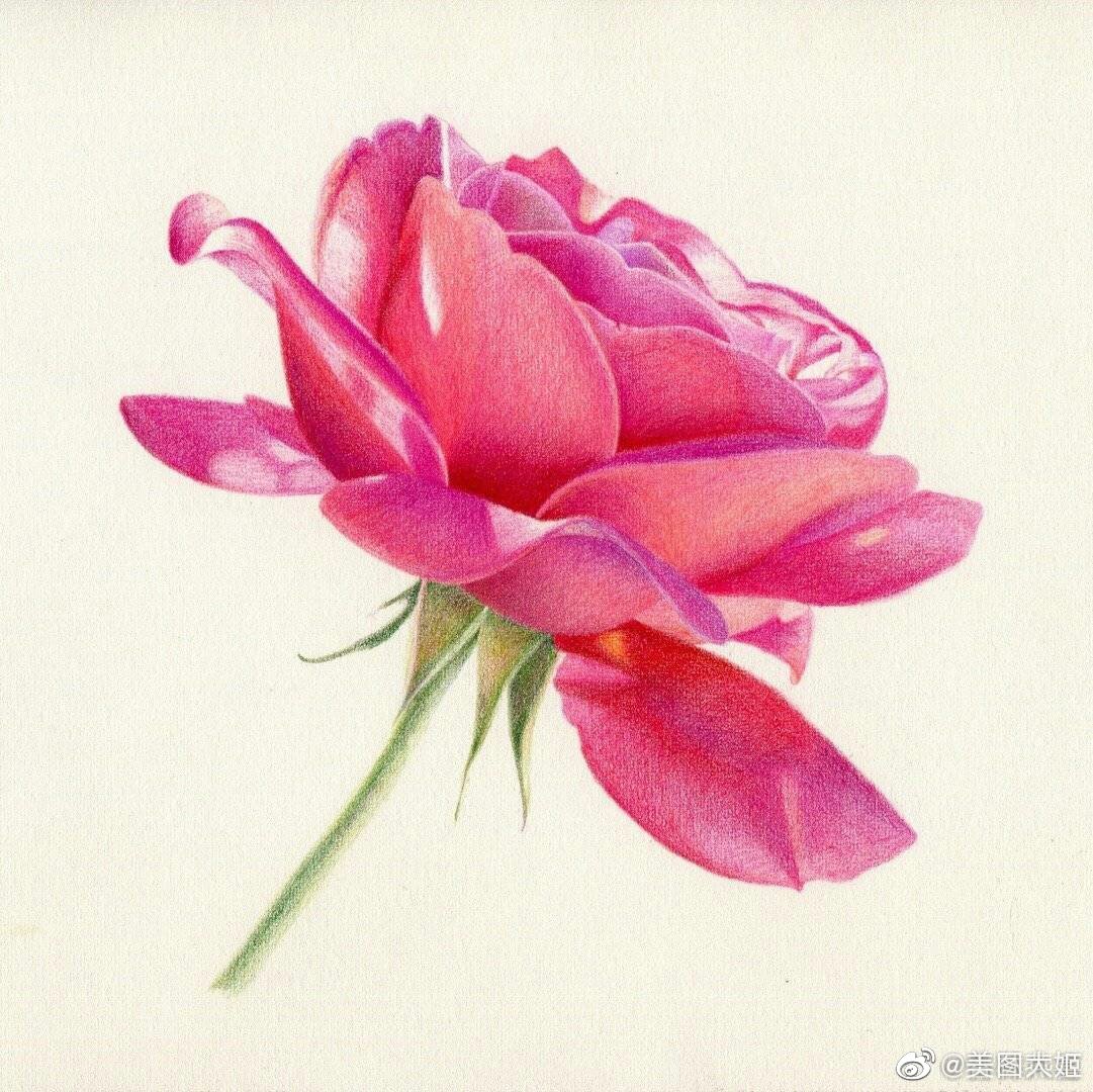 彩铅画手绘作品 月季花作者@春林燕喜