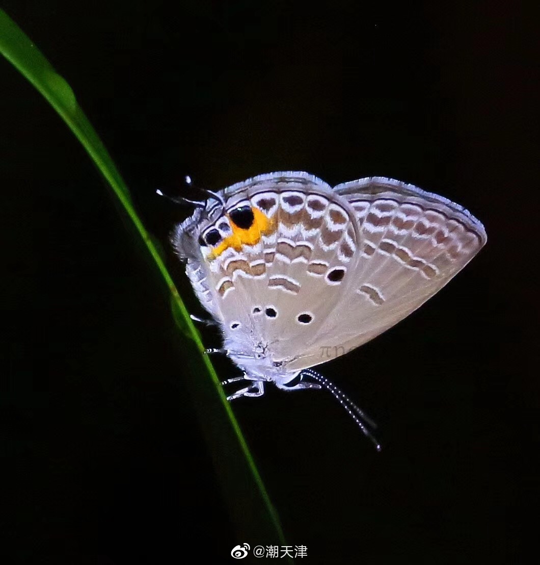 志诚同学拍摄的身边的小伙伴——长尾蓝灰蝶,一种小型蝴蝶