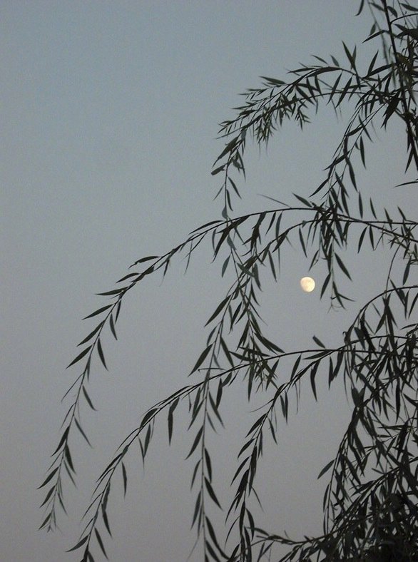 今宵酒醒何处杨柳岸晓风残月早安