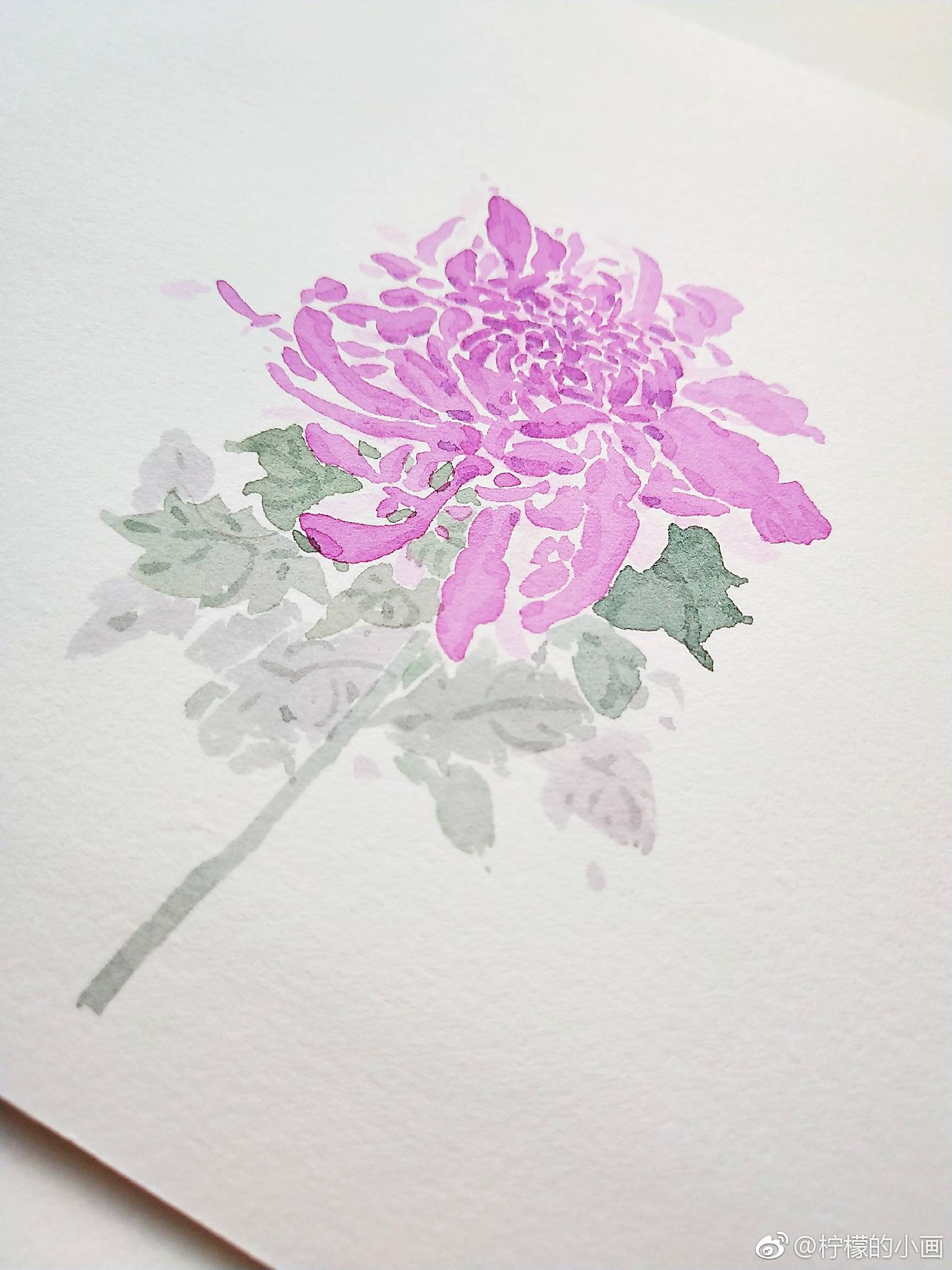 一朵水彩野菊花的画法 投稿作者:@柠檬的小画