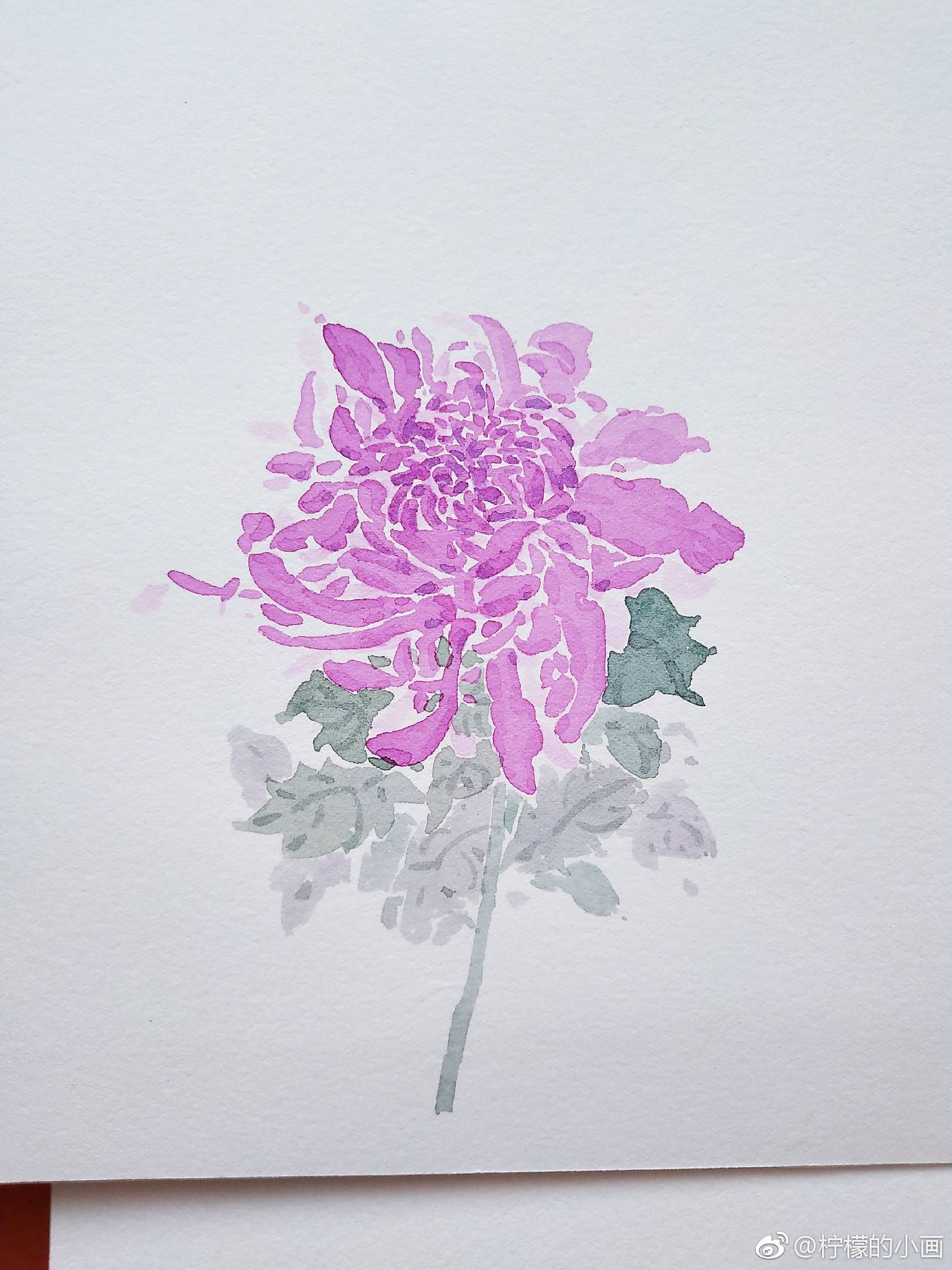 一朵水彩野菊花的画法 投稿作者:@柠檬的小画