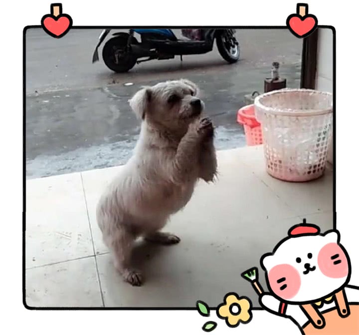 野狗饿肚子到饭店求口饭,看它努力讨好的样子,顾客心软了