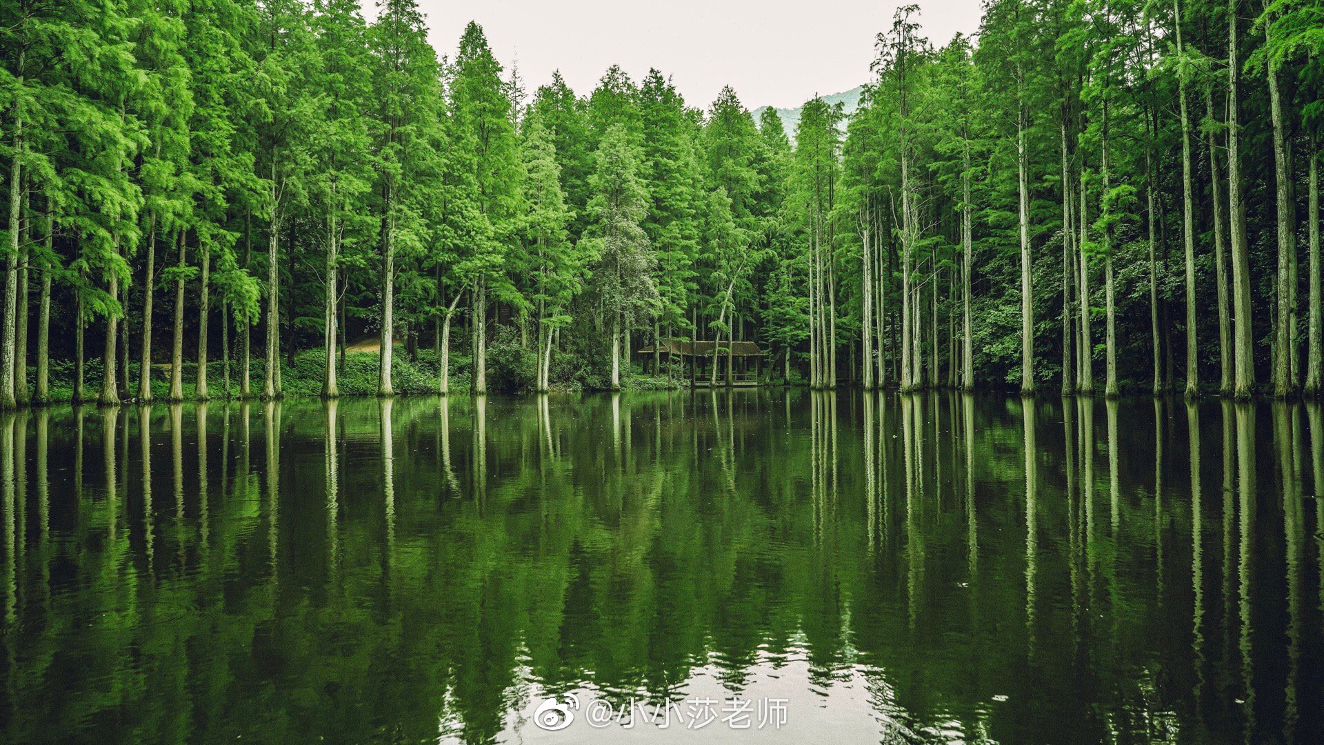 河南信阳·鸡公山波尔登森林公园好一大片水中养眼绿