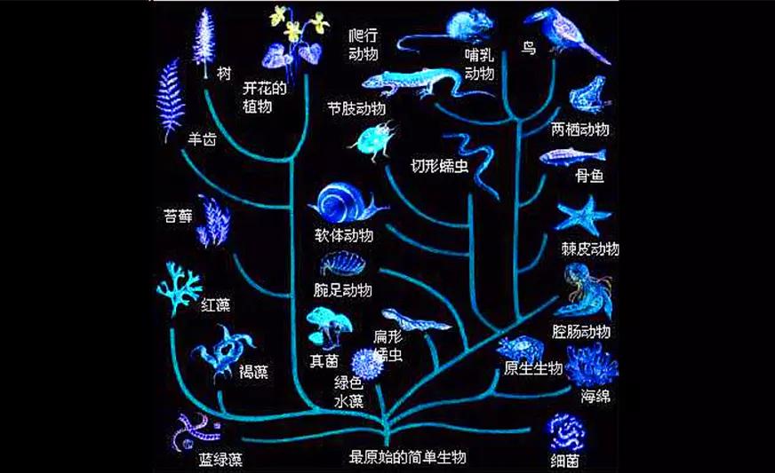 重塑进化论?新物种四因说, 5g与ai一场让马化腾净发膜拜的峰会