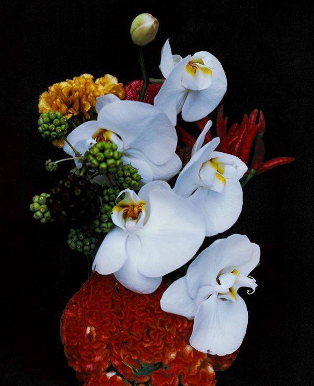 玫瑰是红的,紫罗兰是蓝的,糖是甜的,你也是.——辛波斯卡