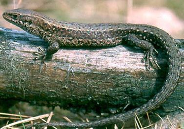 几十吨重的巨兽沧龙却是由这种小动物进化而来生物演变好神奇