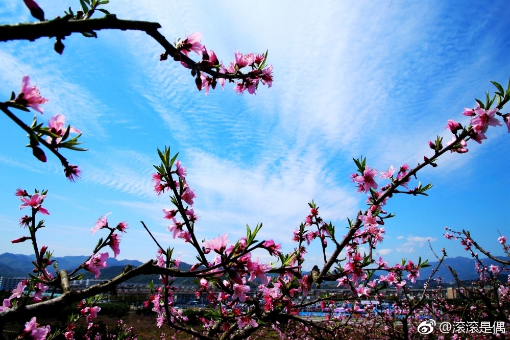 走进“天下第一桃园”。那粉红桃花🌸开满树枝令人沉醉神迷|东海|沙子|共庆|到来_新浪新闻