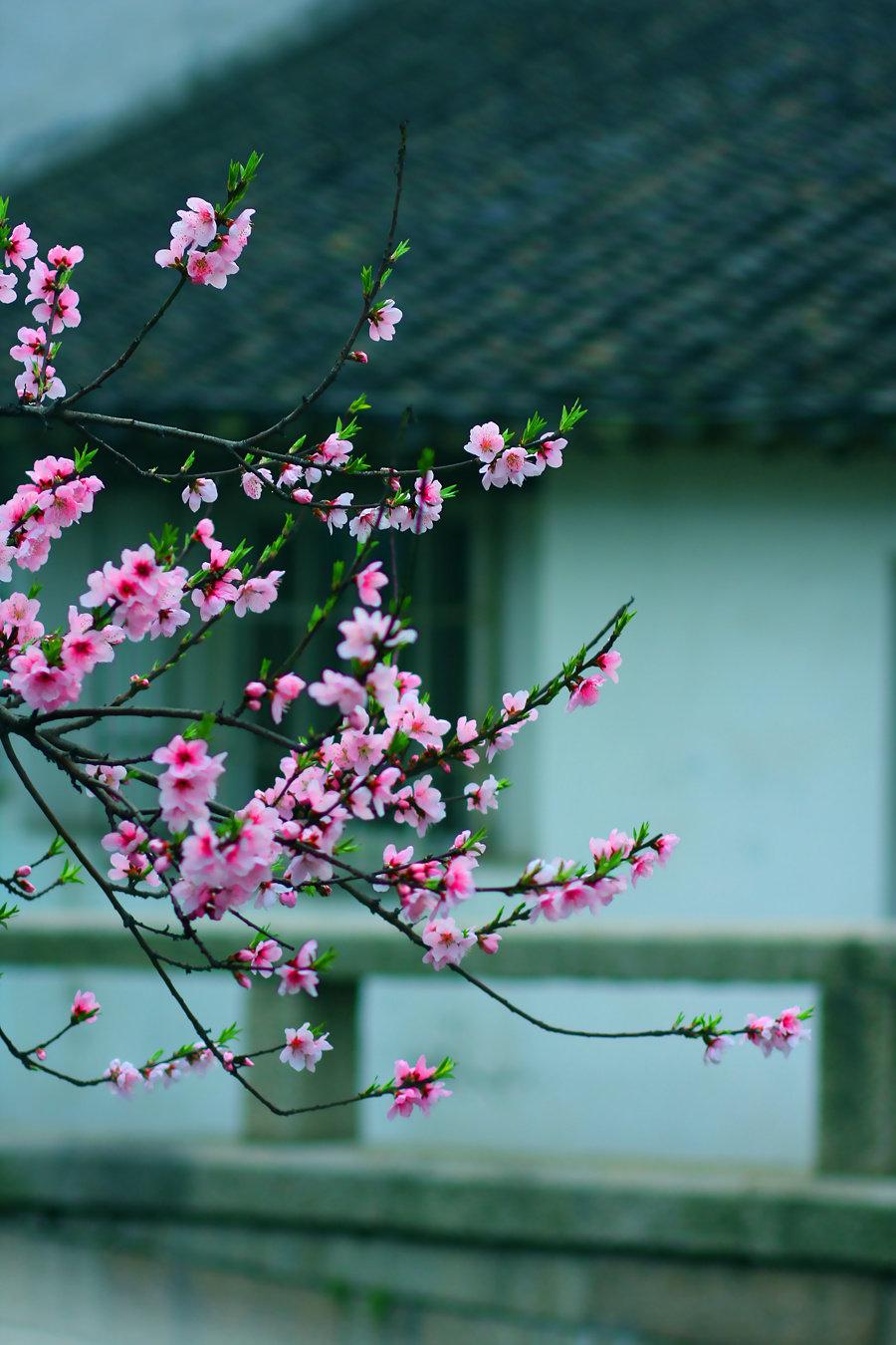 静待一树花开,盼你叶落归来.
