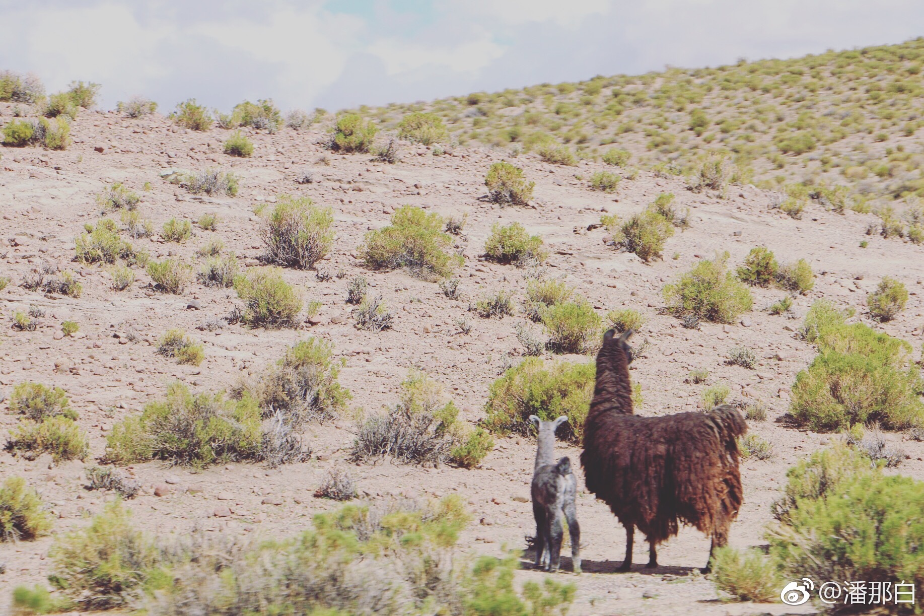在那山的那边海的那边有一群草泥马它们活泼又聪明它们调皮又灵敏