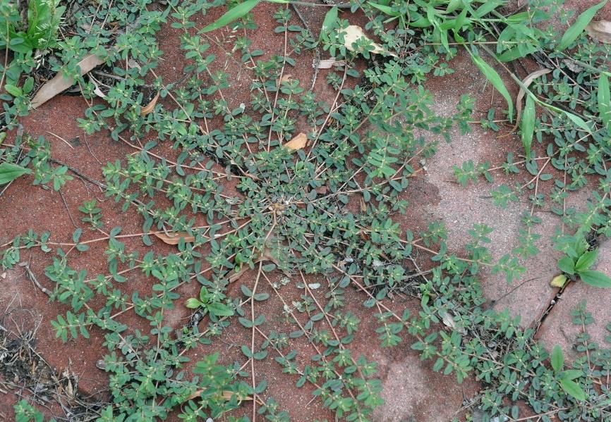 农村一草人称"血见愁",农民用来喂鸡,却是妇科要药,可调气血|地锦草