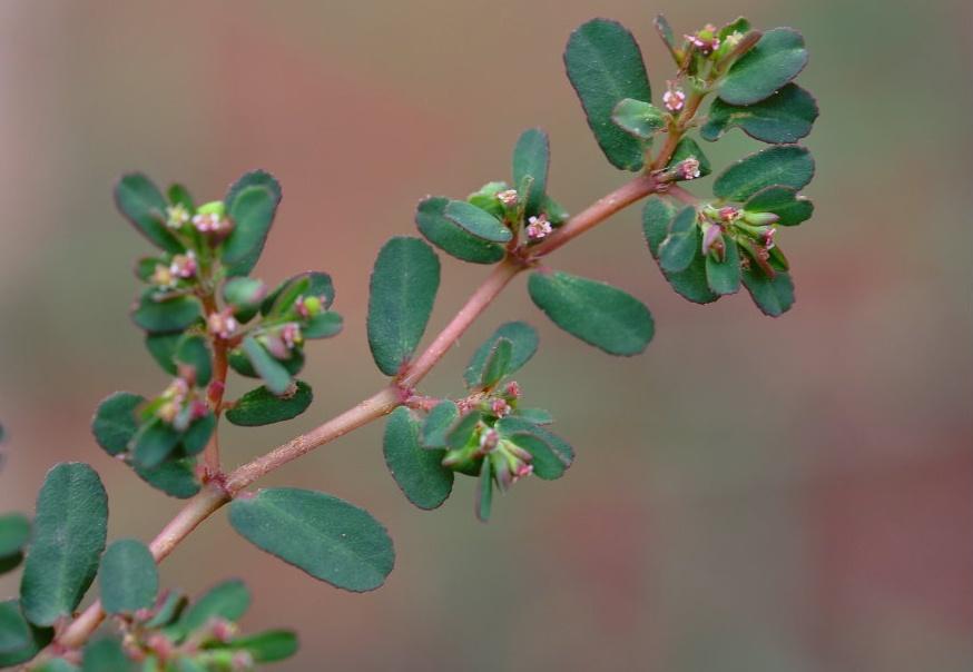 农村一草人称"血见愁",农民用来喂鸡,却是妇科要药,可调气血|地锦草