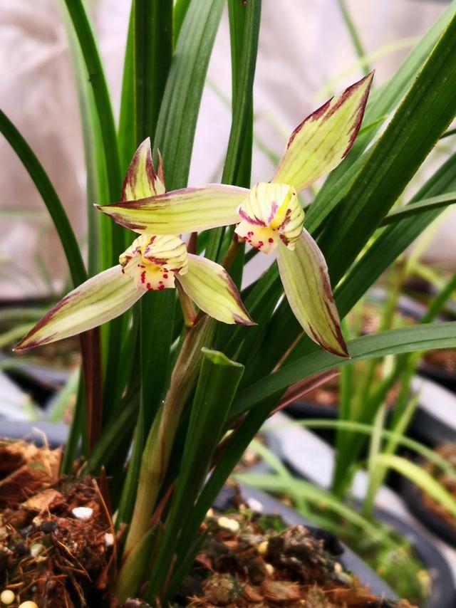 兰花为绿色古董,让很多人康凯解囊