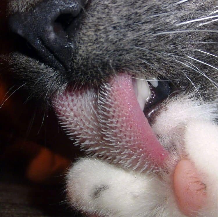 猫咪舌头放大图片
