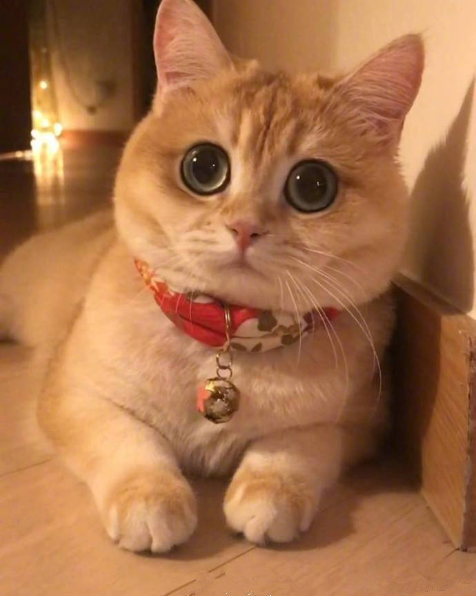 小猫咪molly的日常这个圆圆的大眼睛超可爱了