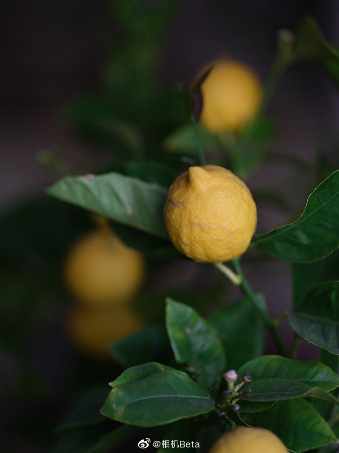 富士gfx100实拍样片