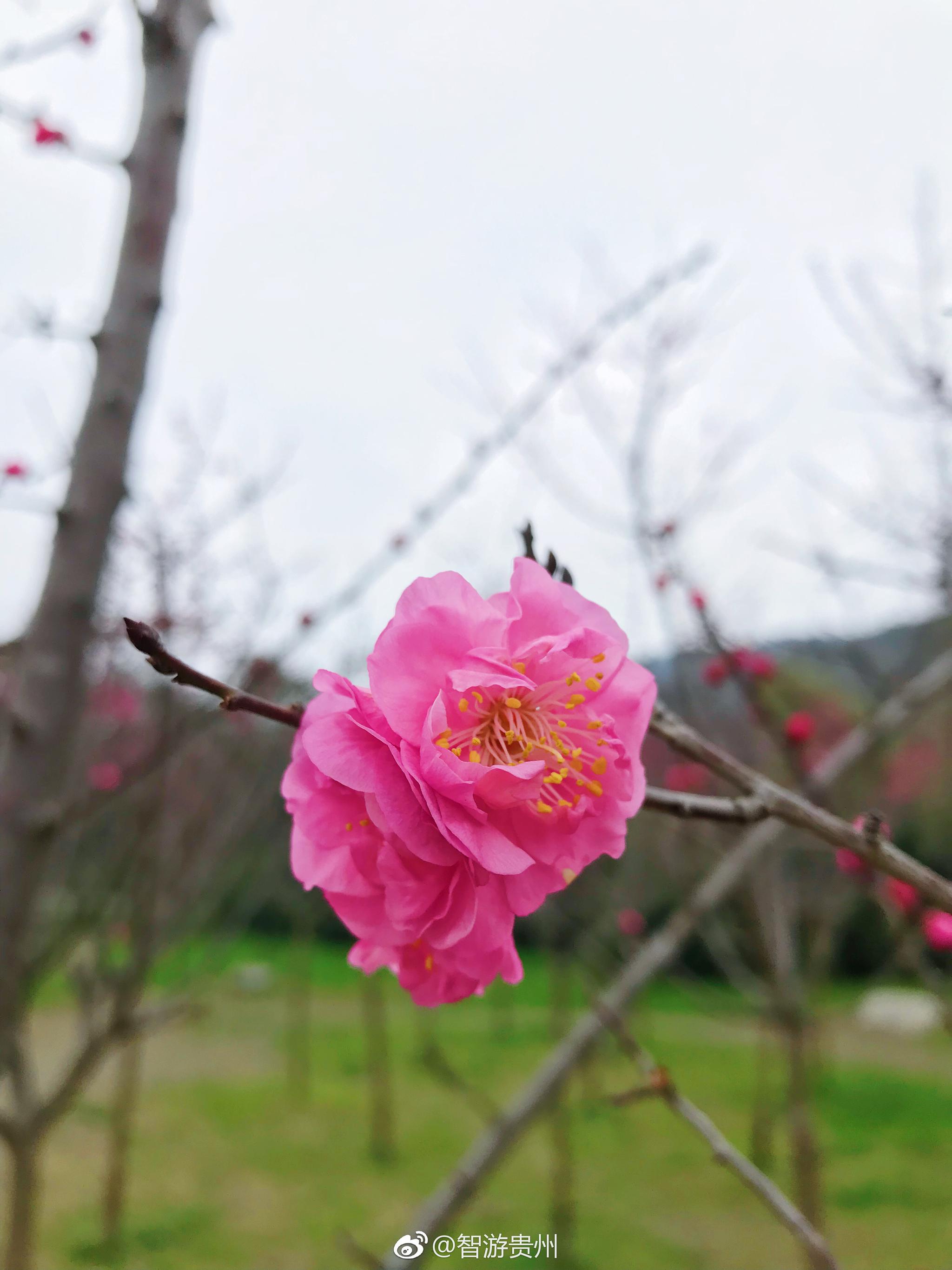 贵阳十里河滩诗意园,春风第一枝,梅花实至名归!