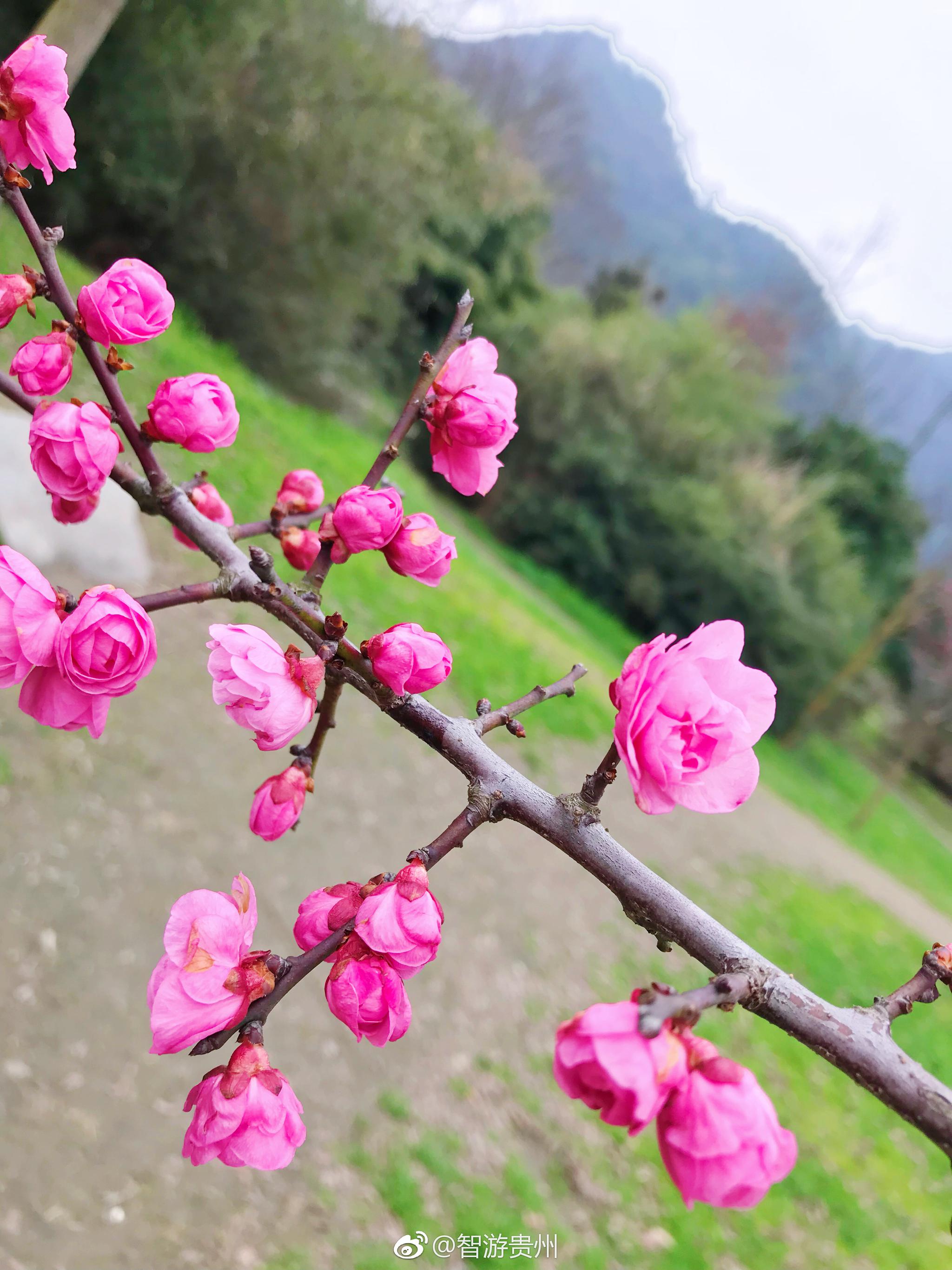 贵阳十里河滩诗意园,春风第一枝,梅花实至名归!