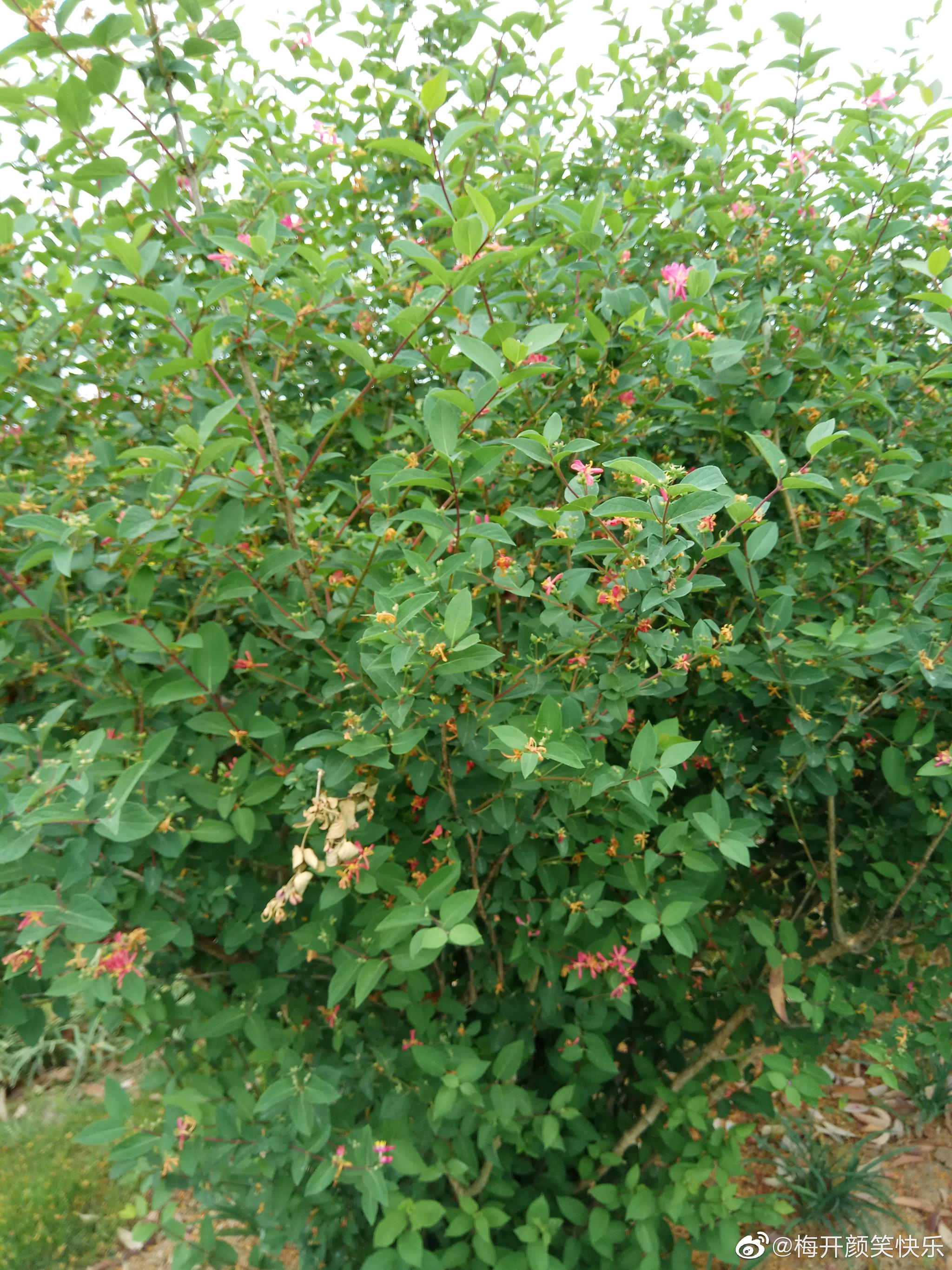 扎贝尔蓝叶忍冬:忍冬科忍冬属落叶灌木.没搜到具体的资料