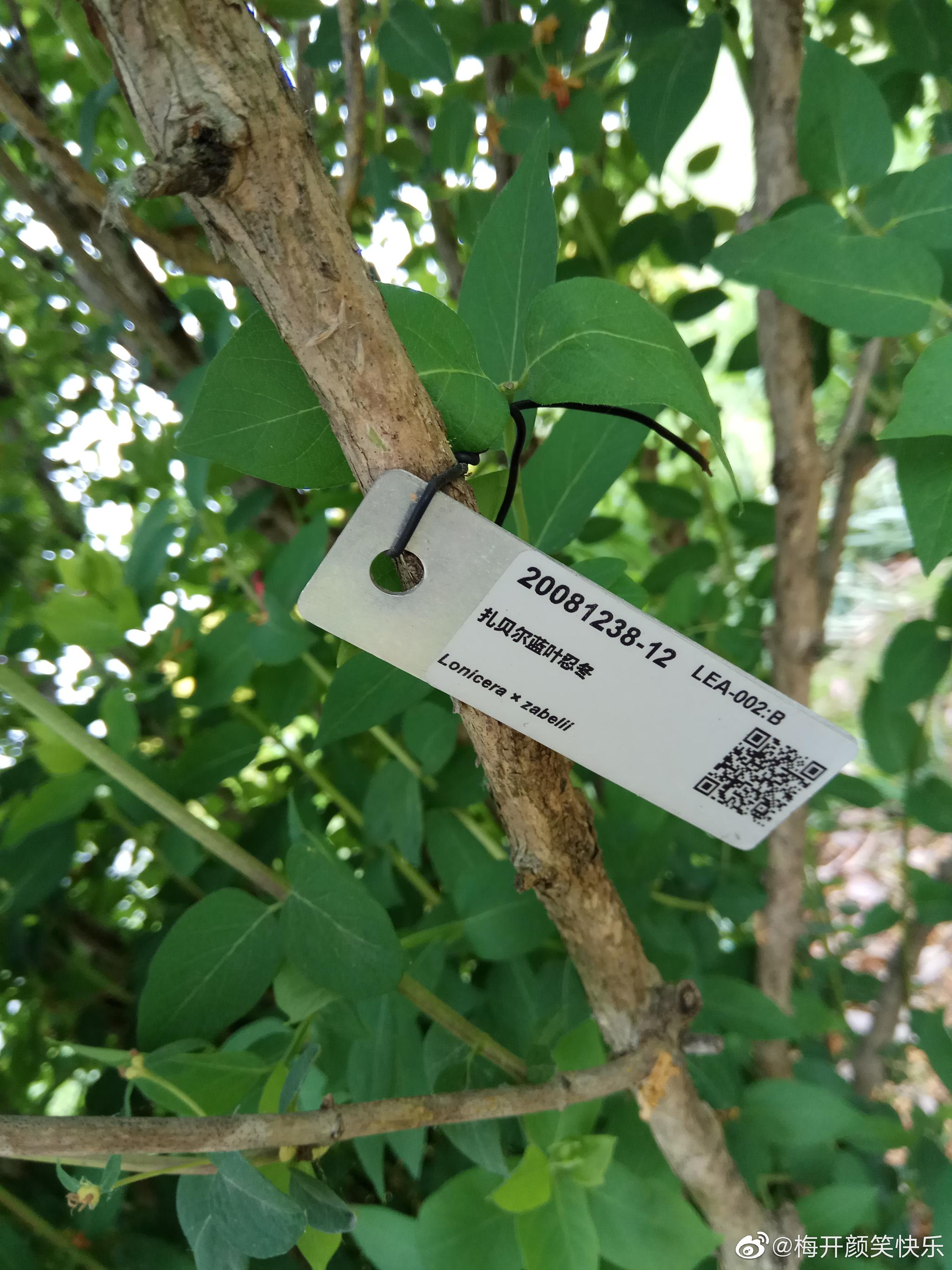 扎贝尔蓝叶忍冬忍冬科忍冬属落叶灌木没搜到具体的资料