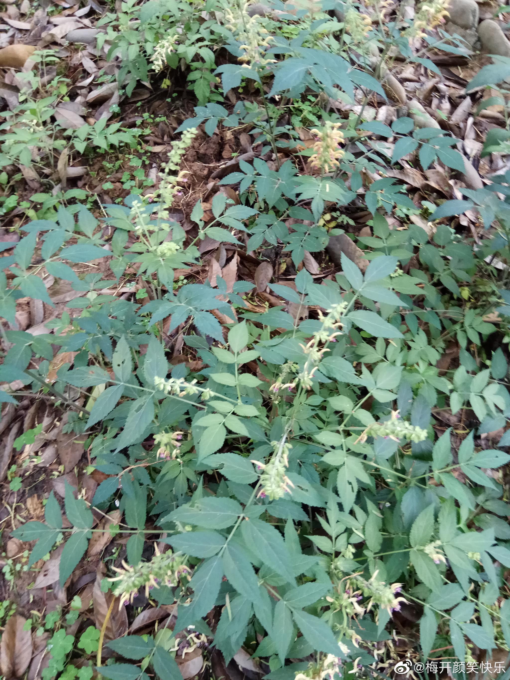 南丹参(sal bowleyana dunn.)唇形科鼠尾草属多年生草本