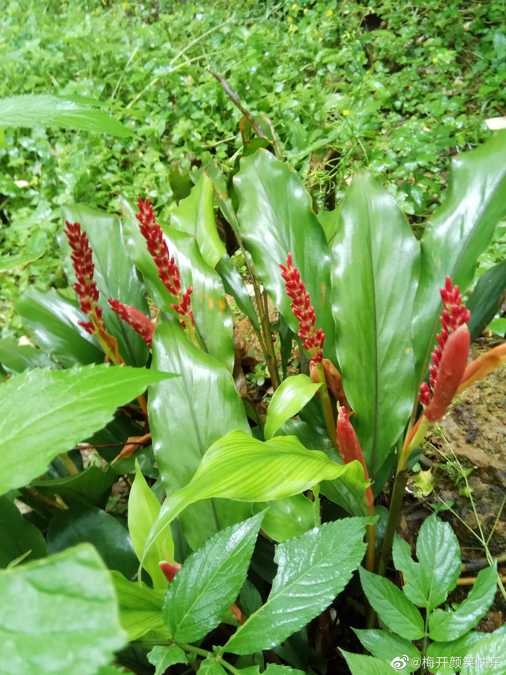 山姜(alpinia japonica):姜科山姜属常绿草本.也叫箭杆风,九龙盘
