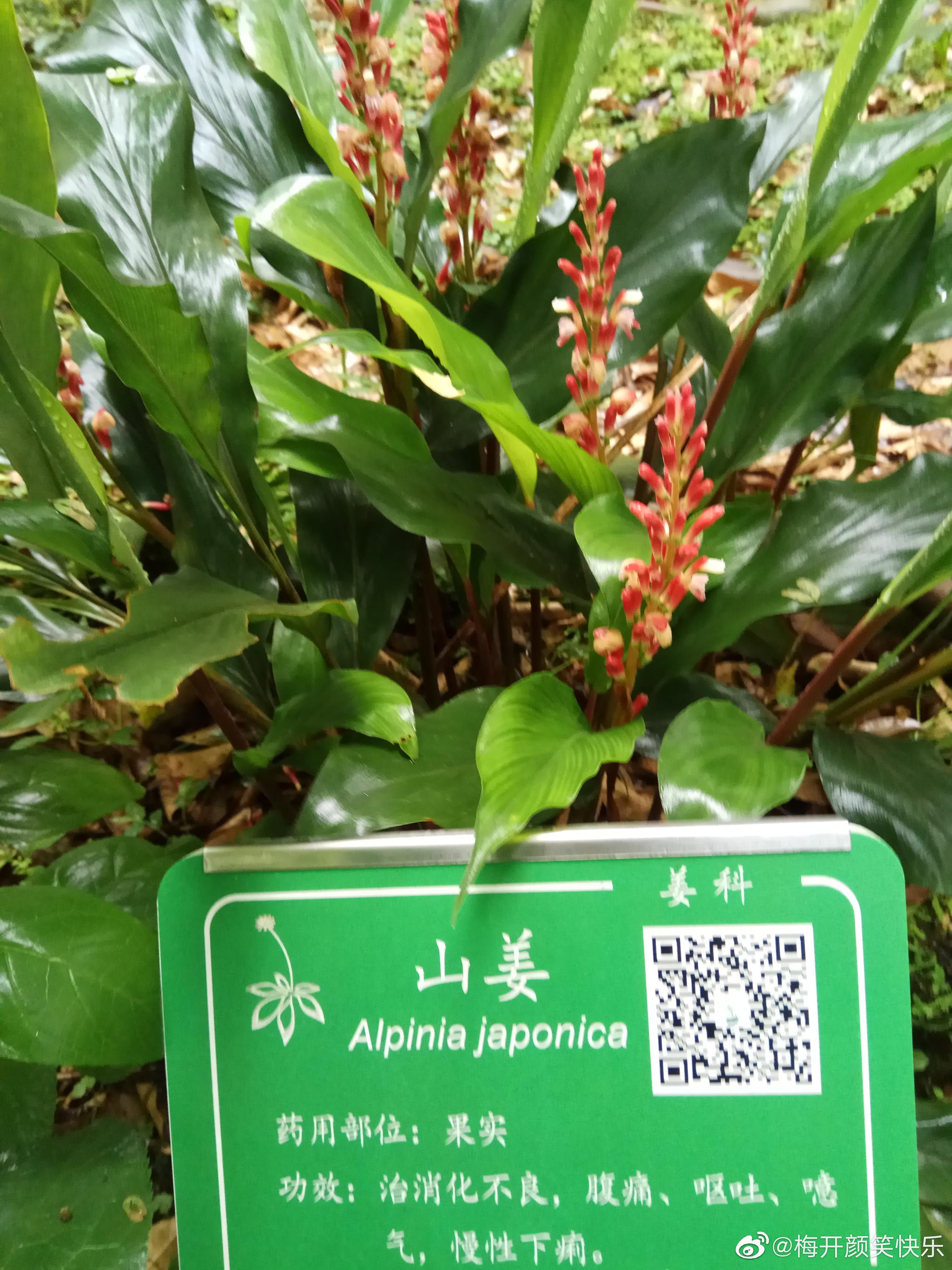 山姜(alpinia japonica):姜科山姜属常绿草本.也叫箭杆风,九龙盘
