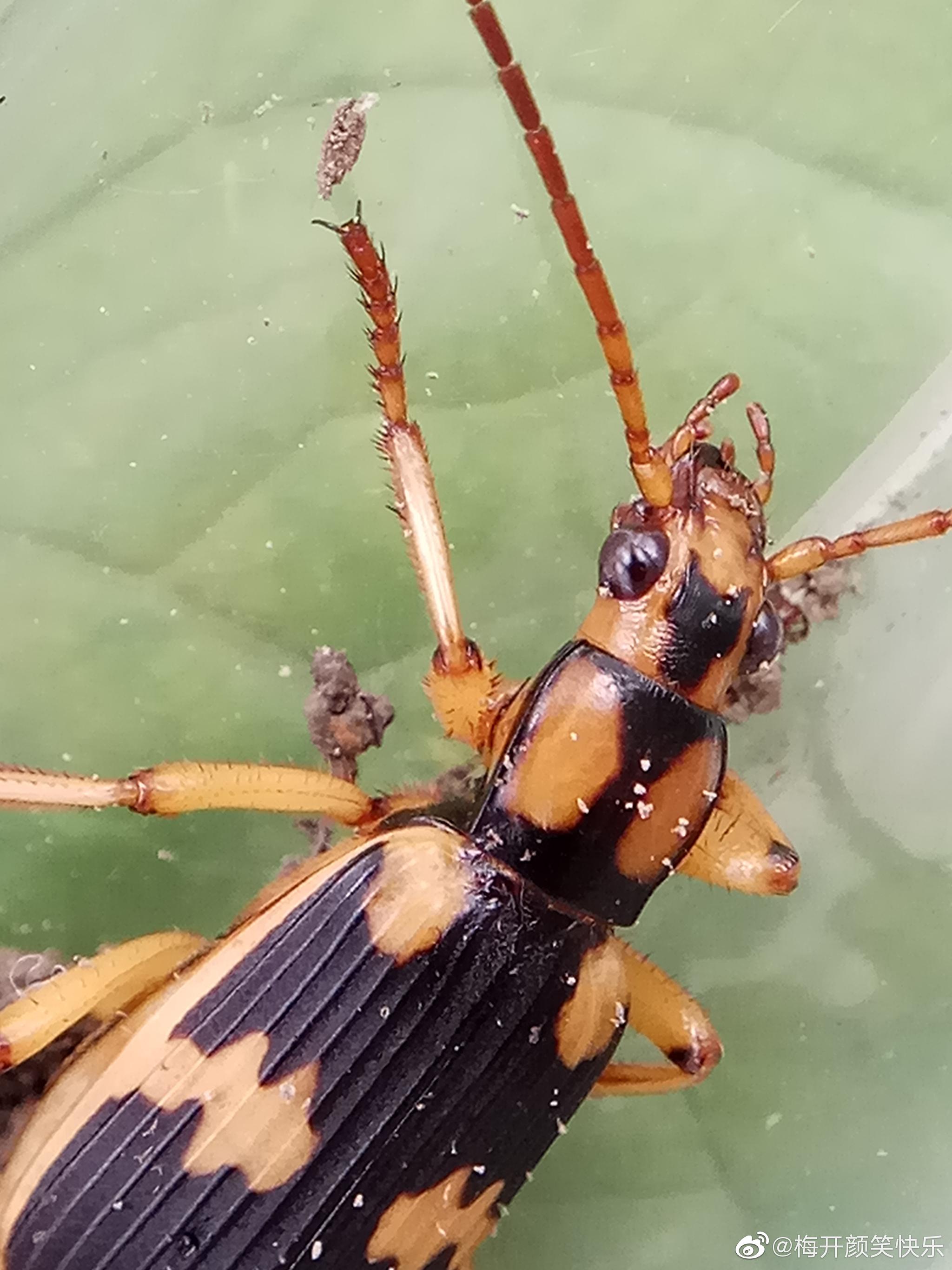 气步甲鞘翅目步甲科气步甲属昆虫叫做步甲的都是不能招惹的