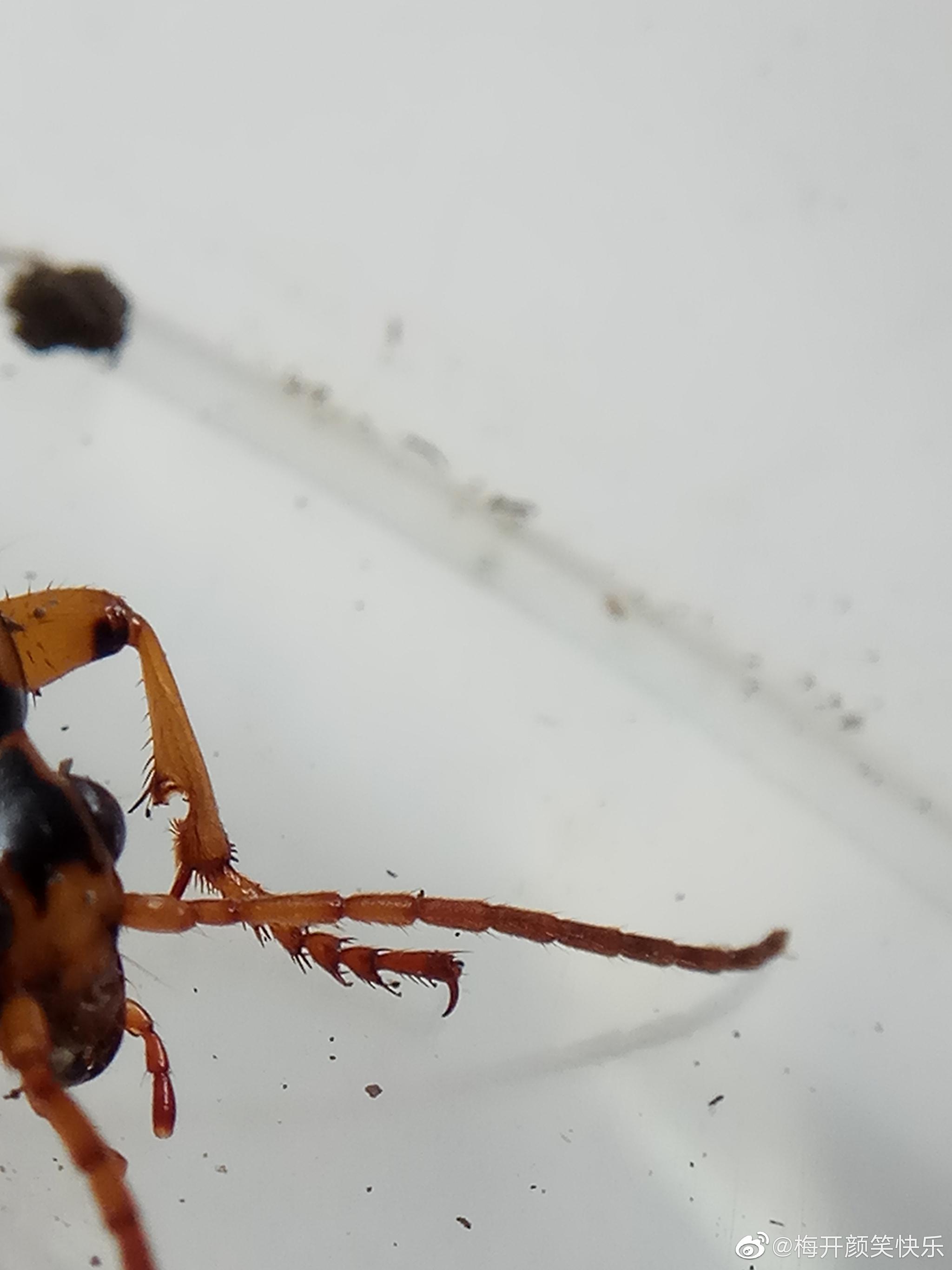 气步甲鞘翅目步甲科气步甲属昆虫叫做步甲的都是不能招惹的