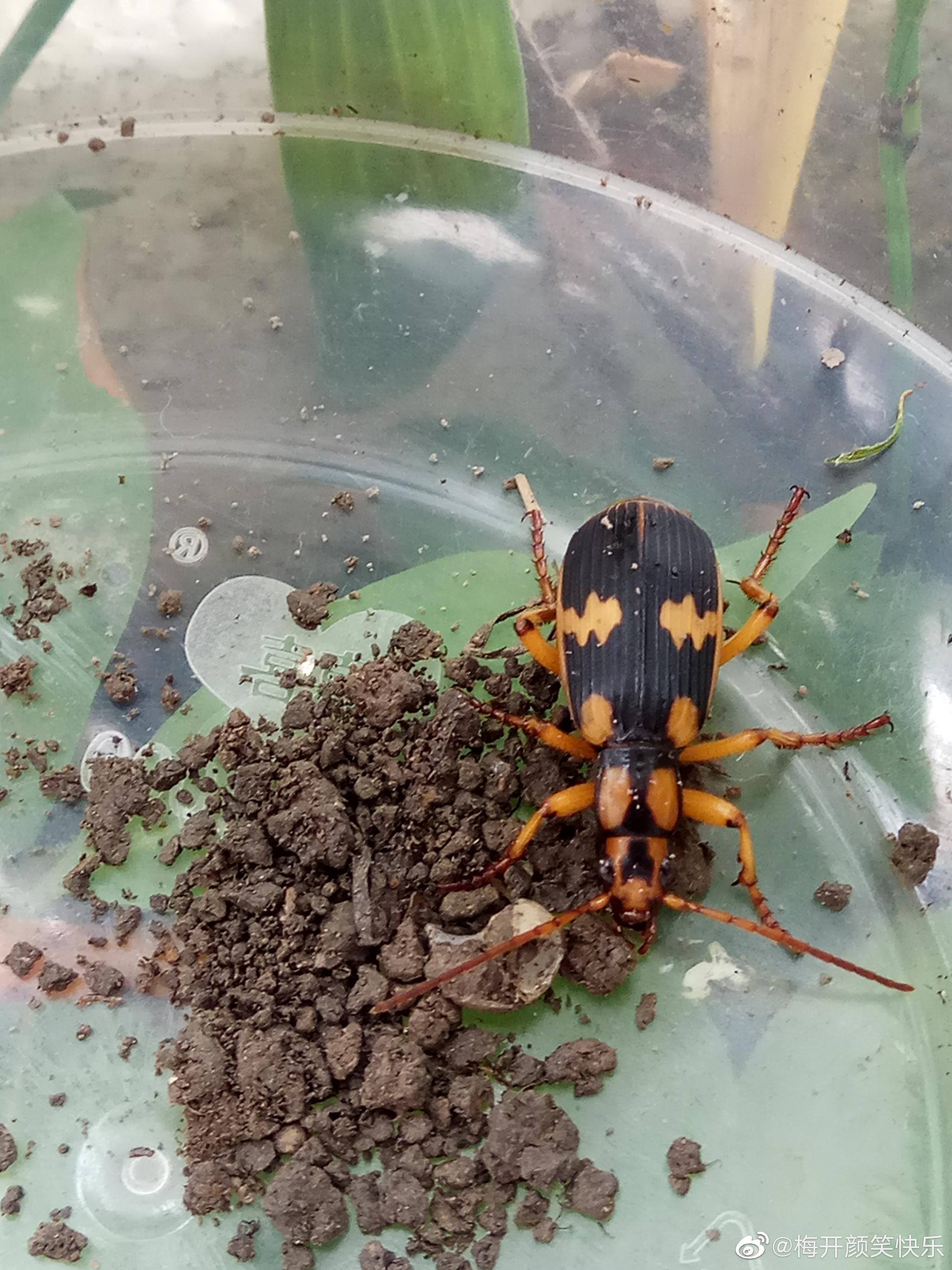 气步甲鞘翅目步甲科气步甲属昆虫叫做步甲的都是不能招惹的