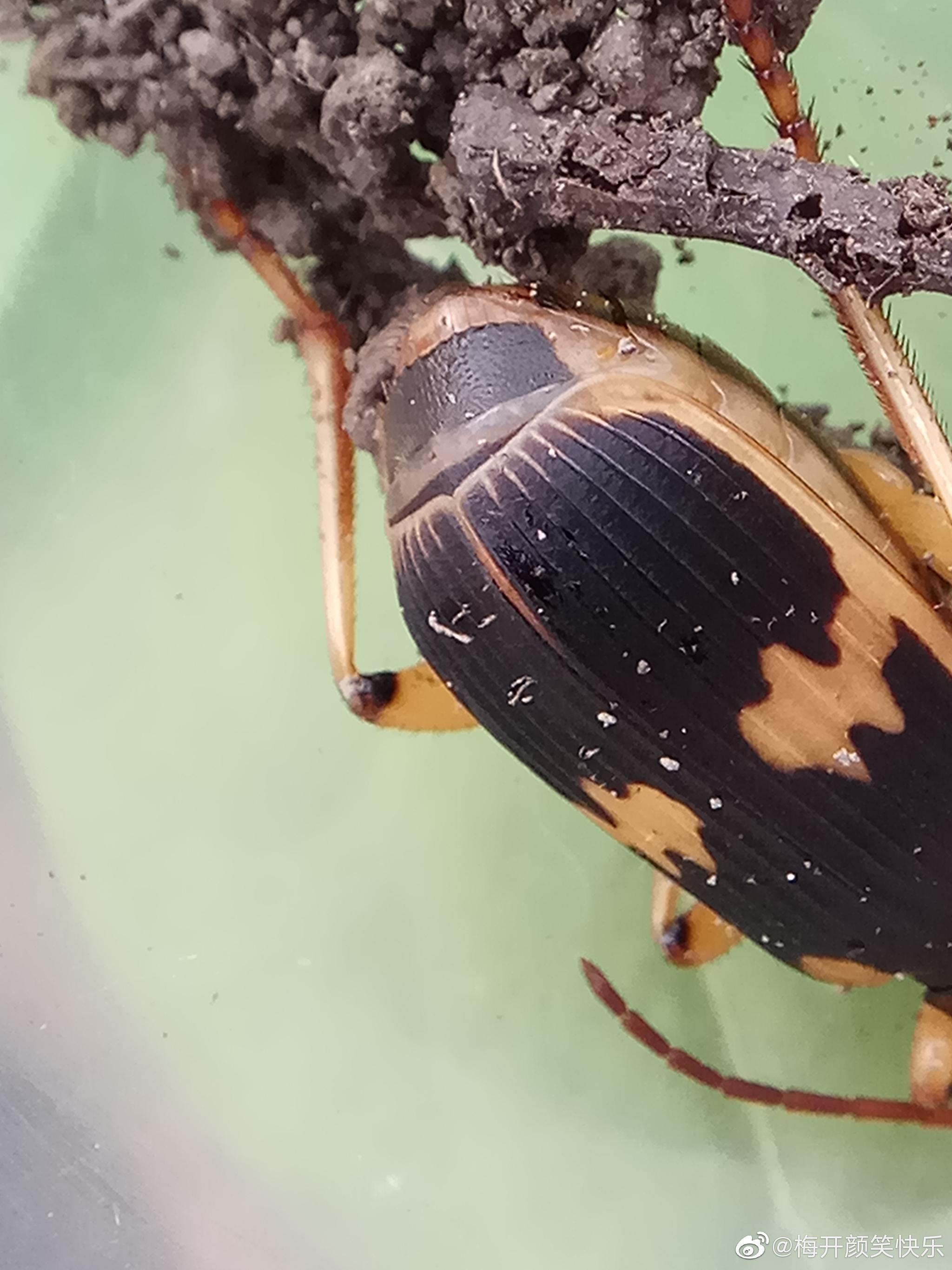 气步甲鞘翅目步甲科气步甲属昆虫叫做步甲的都是不能招惹的