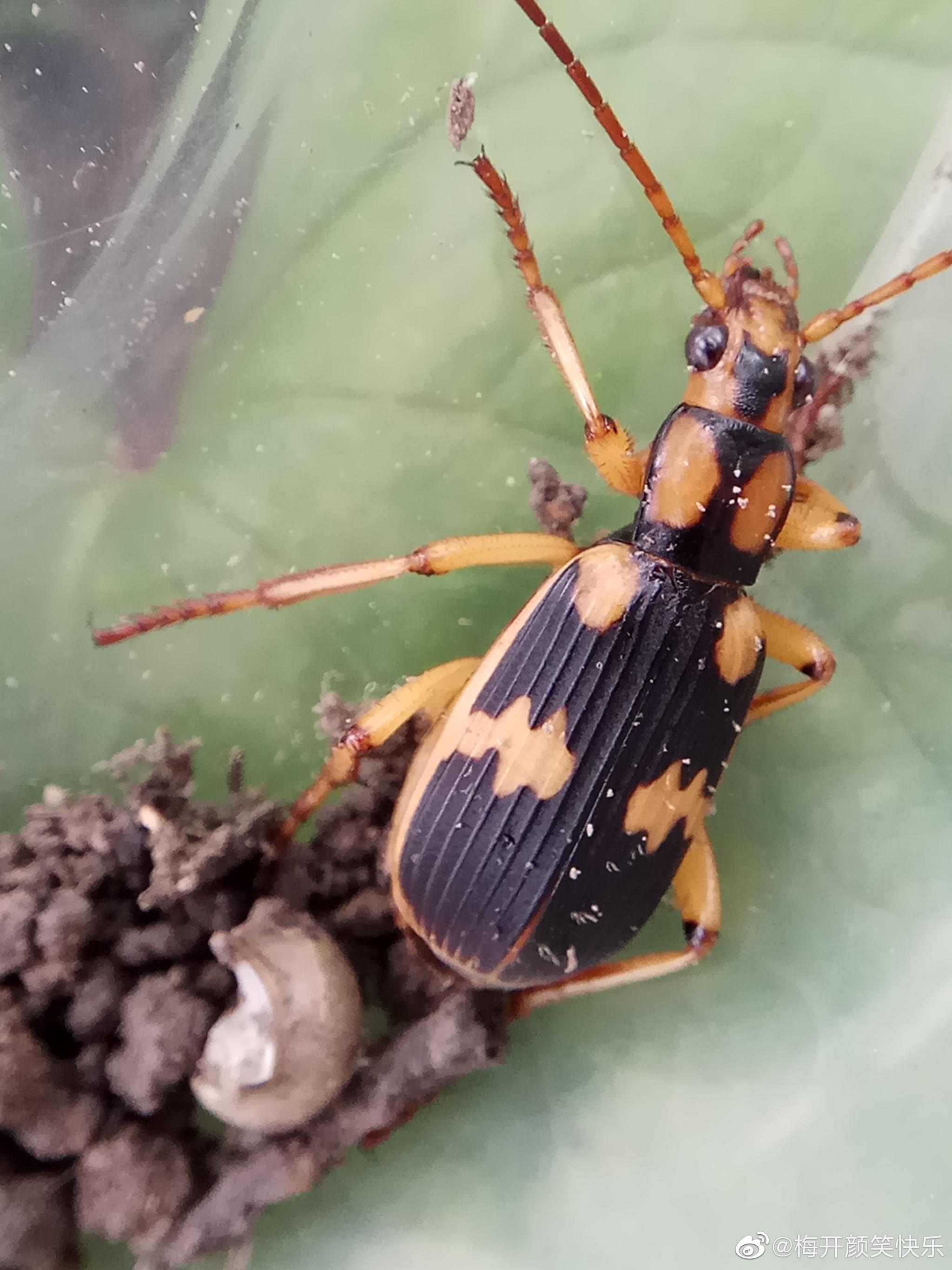 气步甲鞘翅目步甲科气步甲属昆虫叫做步甲的都是不能招惹的