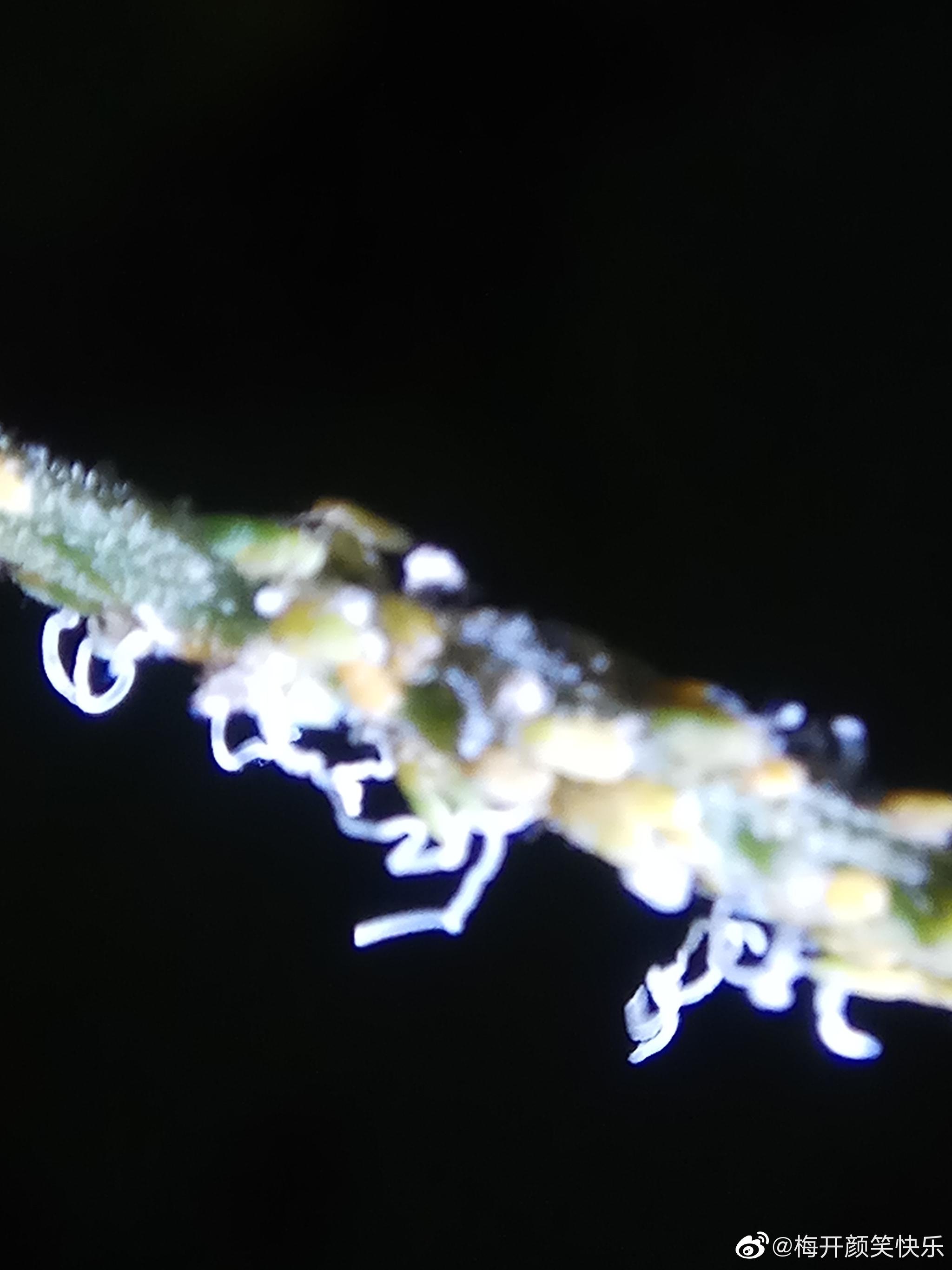 合欢羞木虱半翅目木虱科昆虫合欢羞木虱专门危害合欢树