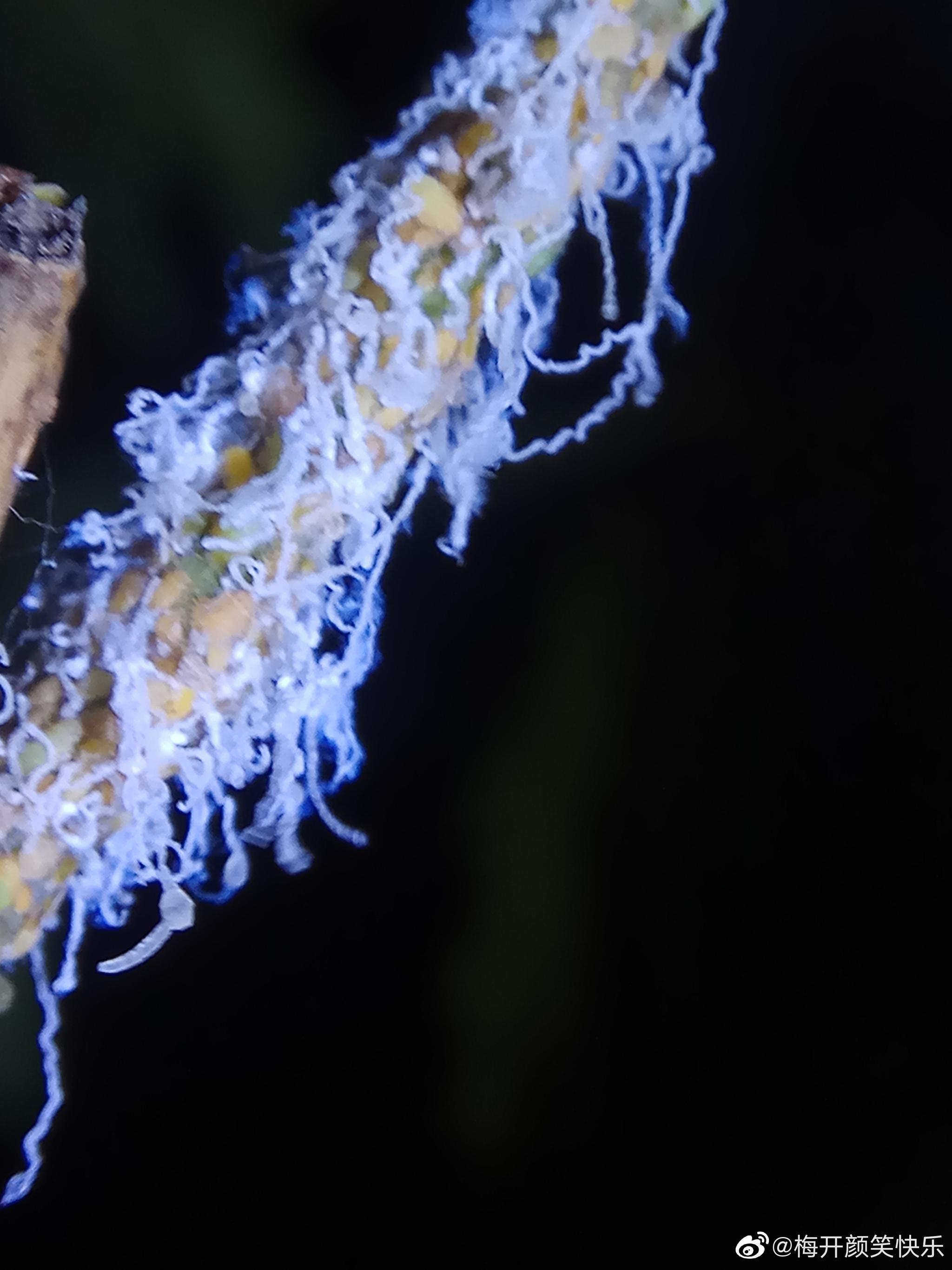 合欢羞木虱:半翅目木虱科昆虫.合欢羞木虱专门危害合欢树|木虱|合欢|