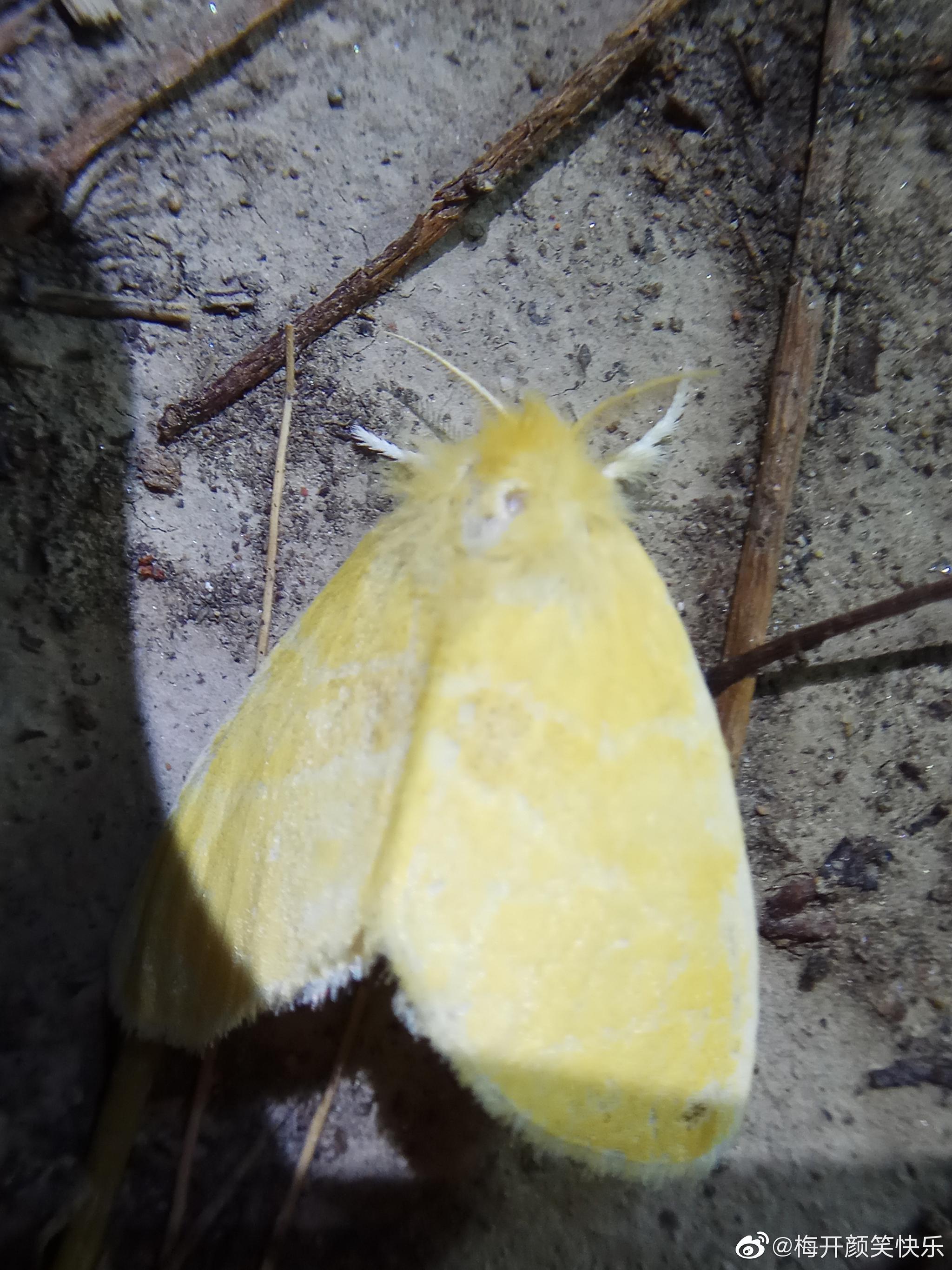折带黄毒蛾鳞翅目毒蛾科昆虫成虫六月初可见