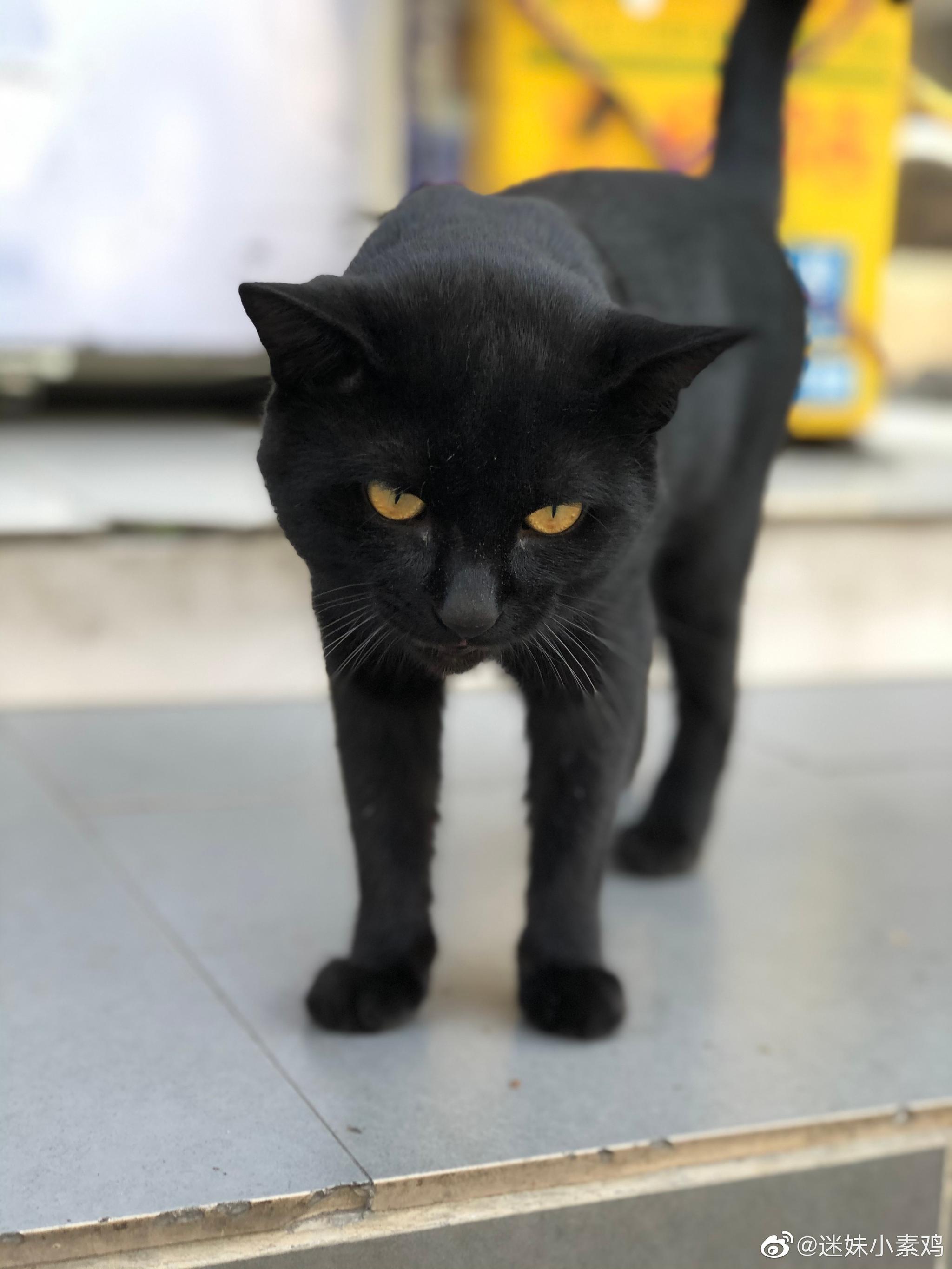 楼下的阿黑看起来酷酷的,黑豹一样,但是一舔舌头就破功…粉可爱